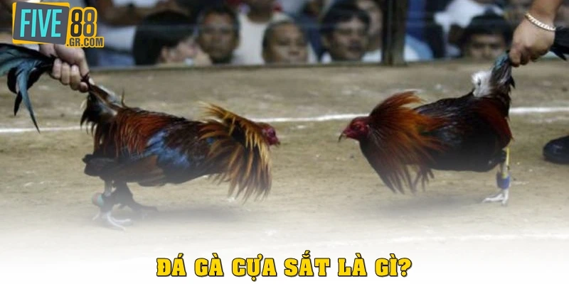 Đá gà cựa sắt là gì?