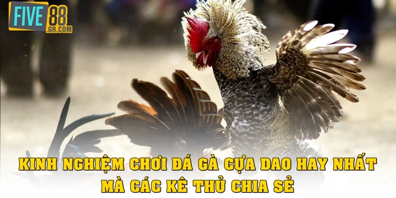 Kinh nghiệm chơi đá gà cựa dao hay nhất mà các kê thủ chia sẻ